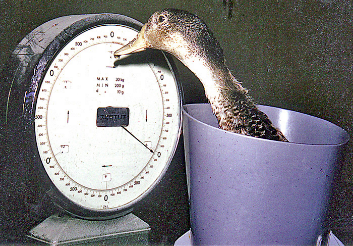 Pesée