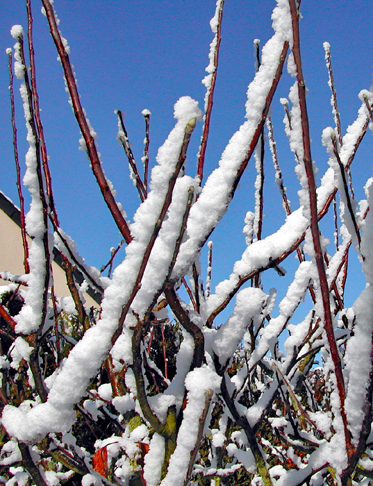 Hiver