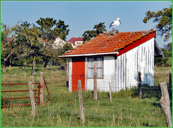 cabane